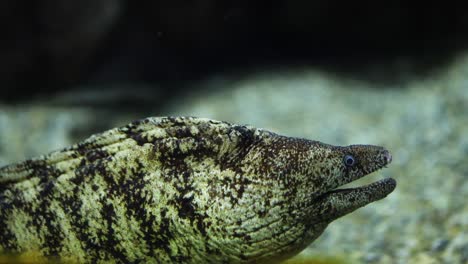 moray eel opens mouth in aquatic environment