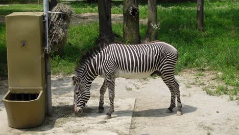 zebra eating hay in a zoo on a sunny day