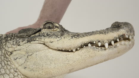 side profile alligator snout being patted by human handler