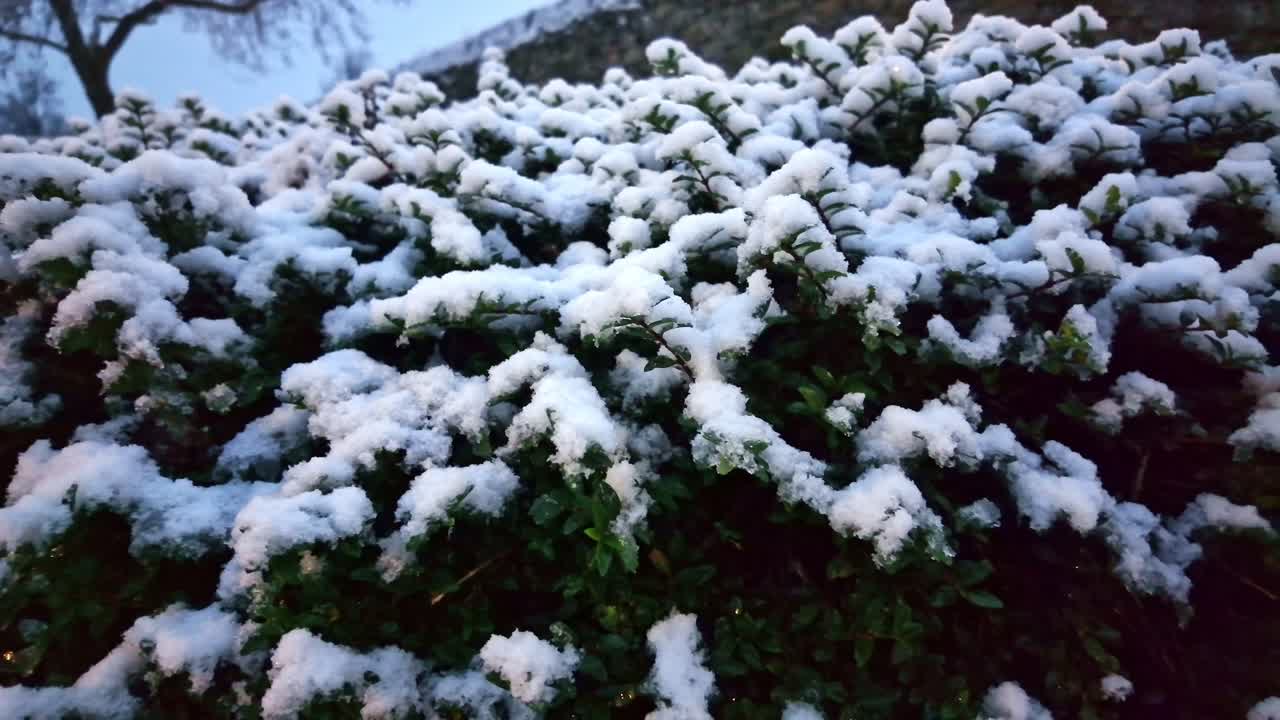 La camera esegue una panoramica su un cespuglio innevato con un muro di pietra nella luce invernale morente