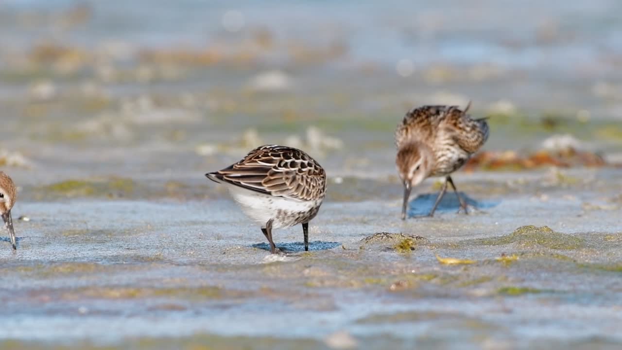 Cinematic wildlife footage of a Red Knot (Calidris canutus) feeding at sunrise on a tidal flat in a western Norwegian fjord, captured in soft golden hour light