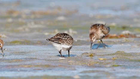 cinematic wildlife footage of a red knot (calidris canutus) feeding at sunrise on a tidal flat in a western norwegian fjord, captured in soft golden hour light