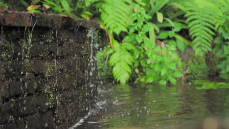 waterfall in a tropical garden