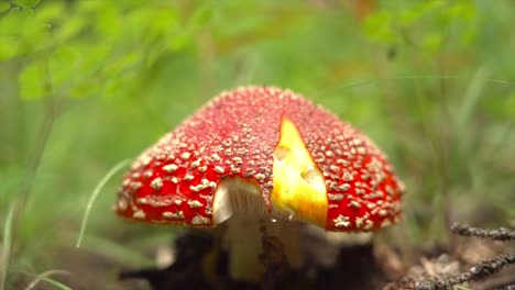 阿曼尼塔·穆斯卡里亚 (amanita muscaria) 在科罗拉多州的森林地板上