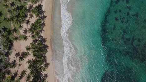 vista aérea de una playa tropical con palmeras y agua turquesa
