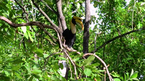 the great hornbill is a big bird with huge horn-like yellow bill used to gather fruits and other food items in the jungle