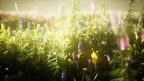 wild flowers in the field