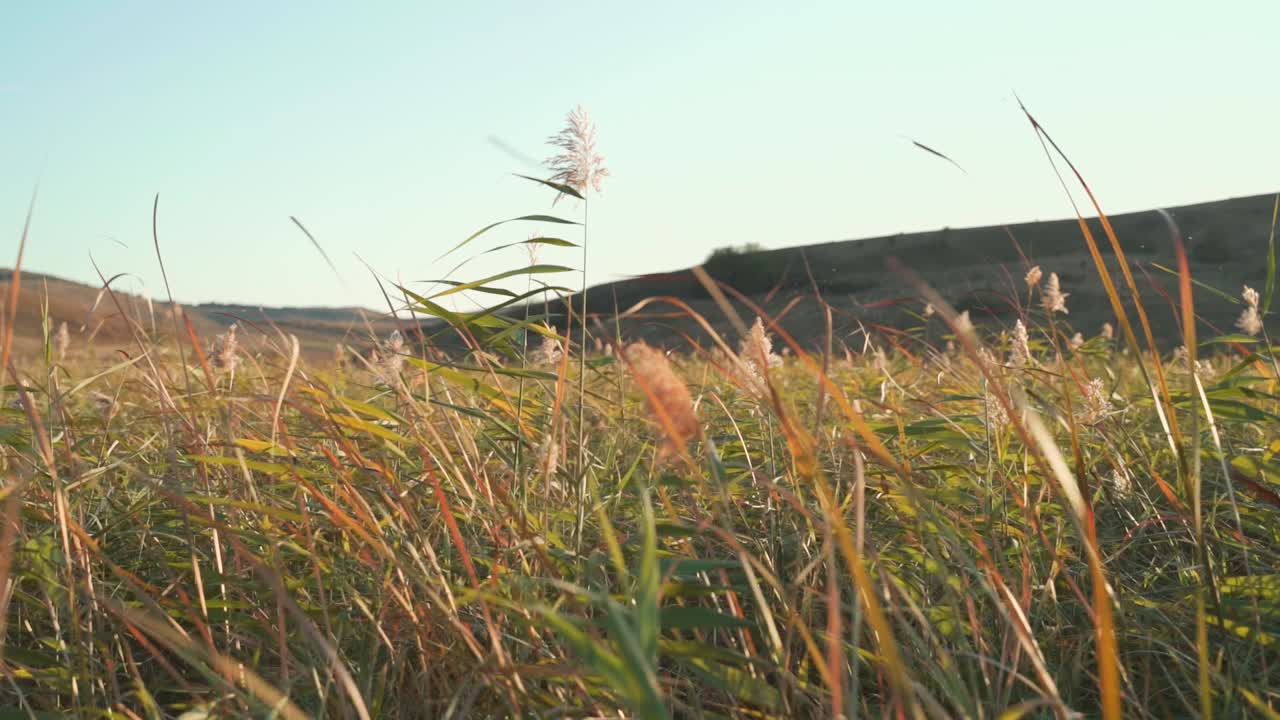 작은 언덕 사이의 초원에 있는 시골 갈색과 녹색 잔디의 전망, 낮은 각도 팬을 닫습니다