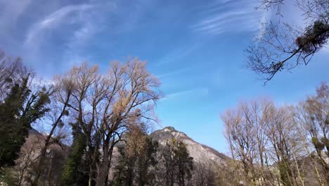 The-rotating-view-captures-the-landscape-scenery-of-the-Swiss-Alps,-with-lush-tree-tops-reaching-towards-the-sky-and-the-majestic-mountain-range-as-a-stunning-backdrop