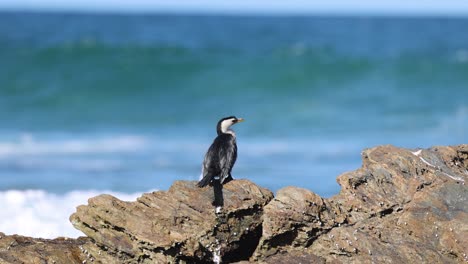 cormorant perched on rocks with crashing waves