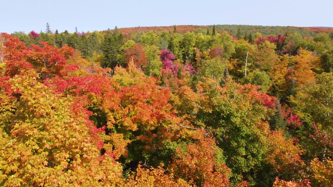 A high speed aerial drone shot flying low over and through the beautiful vibrant autumn treetops of a forest on a sunny fall day