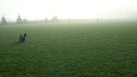 Border-Collie-Hund-Mit-Frisbee-Scheibe-Im-Mund,-Der-Auf-Gras-Läuft