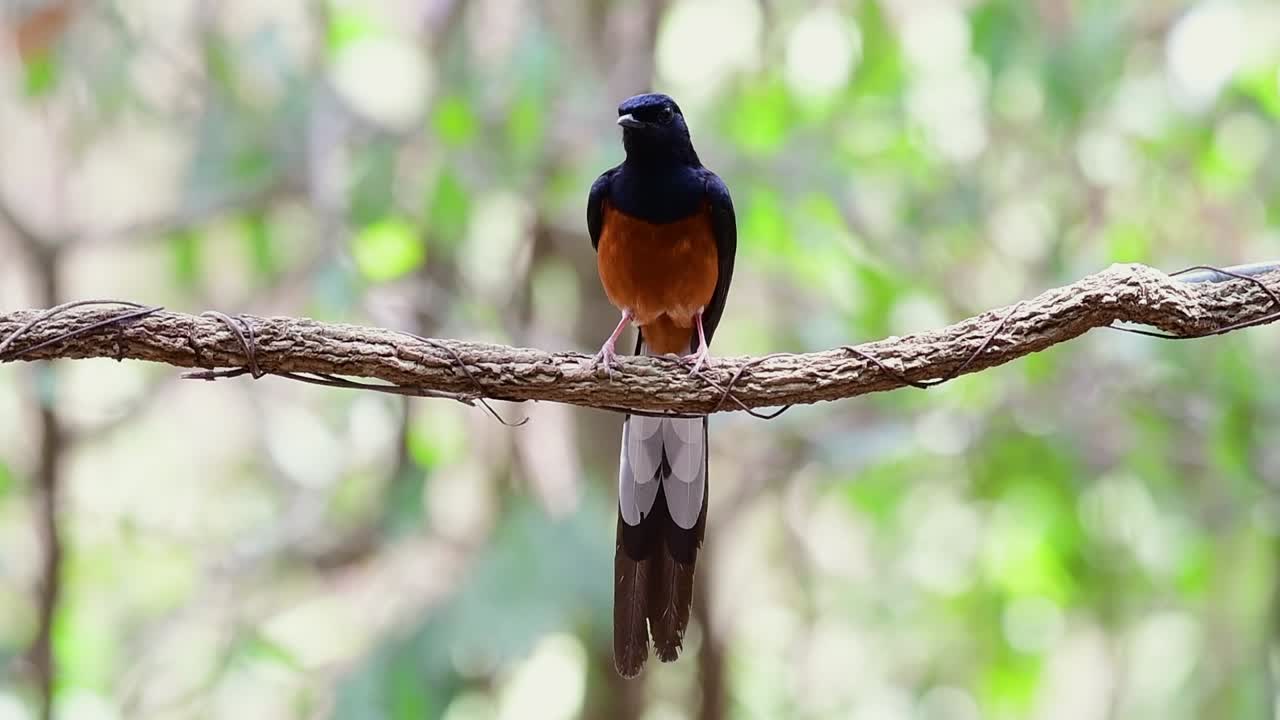 shama de rabadilla blanca encaramado en una vid con fondo bokeo del bosque, copsychus malabaricus, en cámara lenta