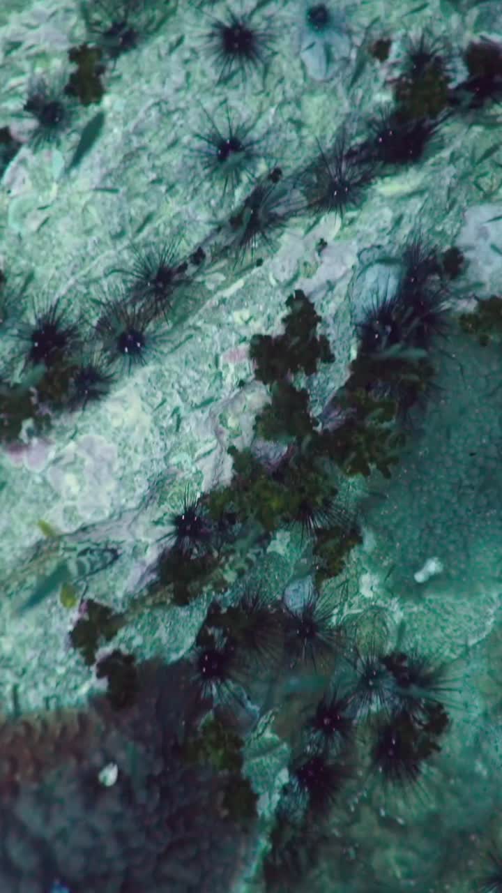 Sea Urchins Underwater