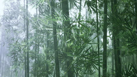 lush bamboo forest enveloped in morning mist creates tranquil atmosphere