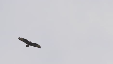 eagle bird flying free high in the sky, spreading and balancing wings slow motion