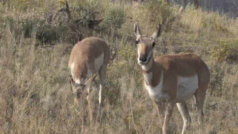 pronghorn doe and calf browsing in sagebrush in yellowstone national park, usa