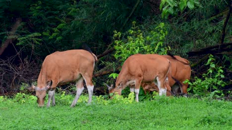 El-Banteng-O-Tembadau,-Es-Un-Ganado-Salvaje-Que-Se-Encuentra-En-El-Sudeste-Asiático-Y-Se-Extinguió-En-Algunos-Países