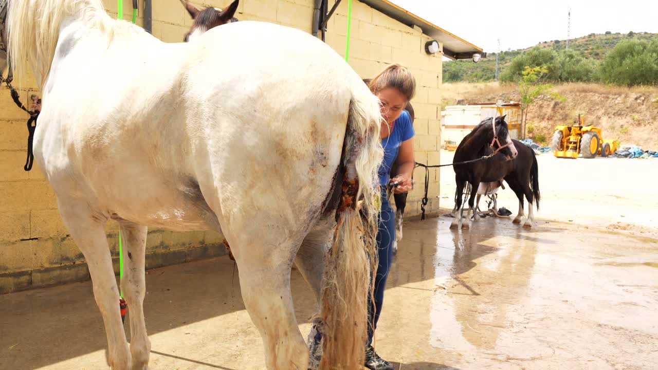 Woman pours antiseptic onto a white horse suffering from cancer for treatment and hygiene