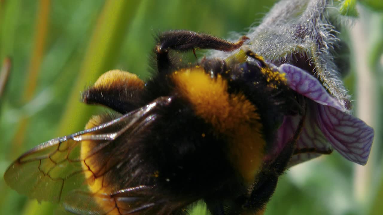 vista macro detallada directamente encima de una abeja negra alimentándose de polen y néctar