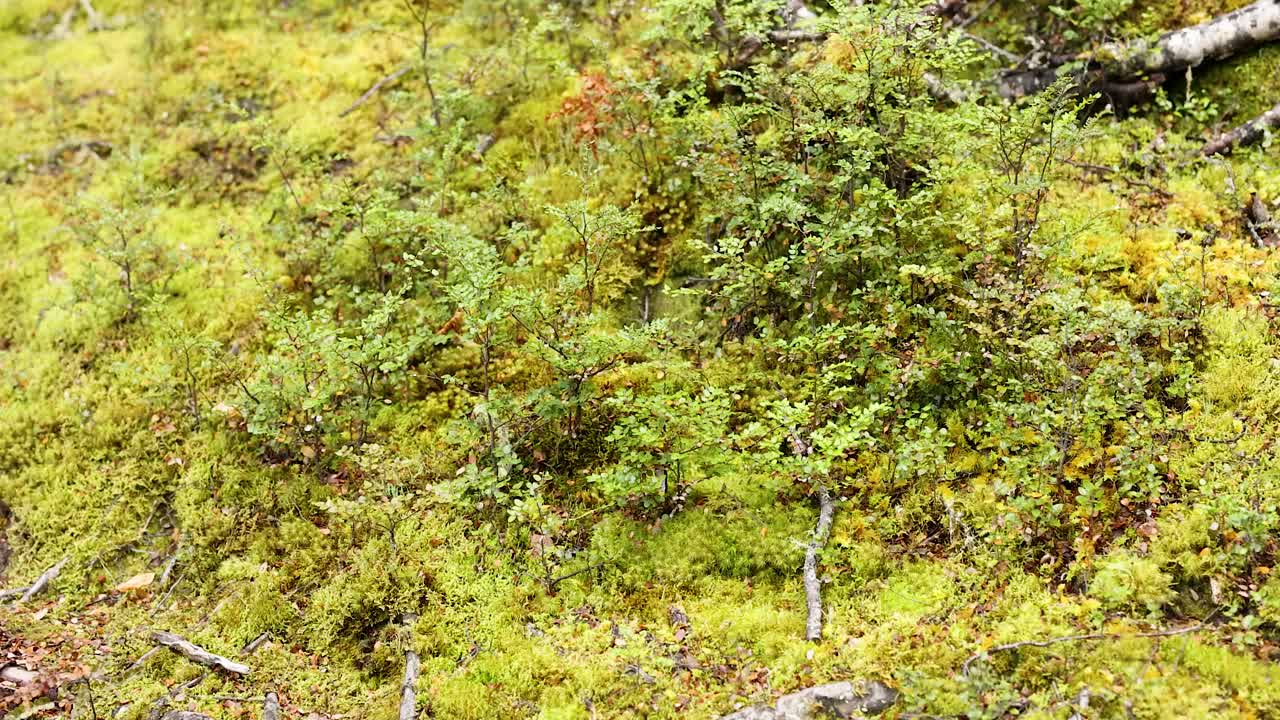 Lush green forest with dense foliage and fallen branches under soft natural lighting in Mount Earnslaw, New Zealand