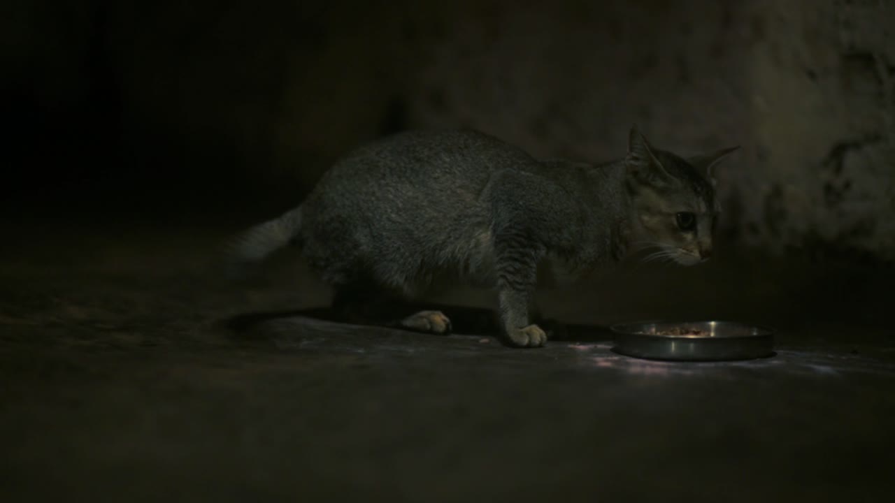 Gatinho perto do prato de comida abanando o rabo nervosamente. Estático, POV baixo.
