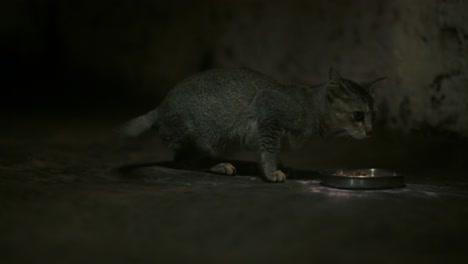 kitten near the food plate wagging its tail nervously. static, low pov