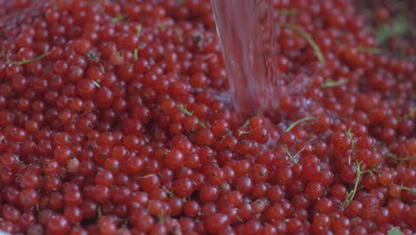 verter agua sobre la cosecha de bayas de grosella roja cosechada