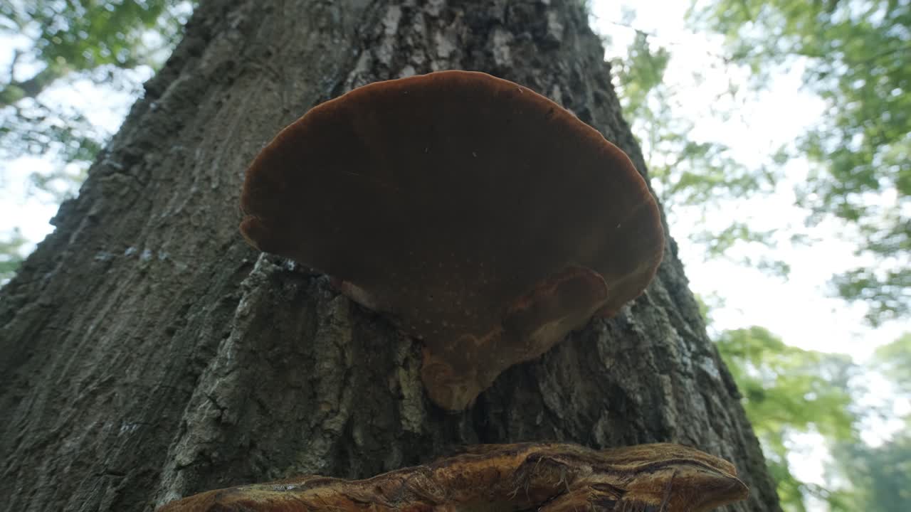 primer plano de setas silvestres que crecen en el tronco del árbol