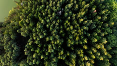 Dense-green-pine-tree-forest,-aerial-top-down-descending-on-canopy-texture