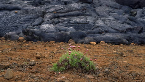 Nahaufnahme-Einer-Meerrosa-Pflanze-In-Der-Nähe-Eines-Schwarzen-Lavafeldes-Mit-Rauch-In-Island