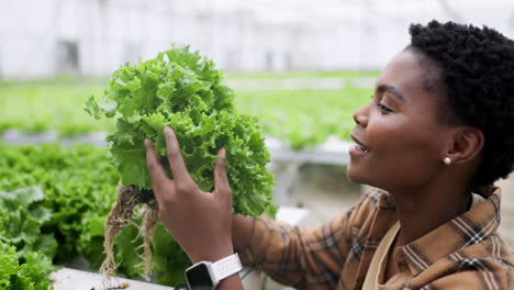 Woman,-lettuce-or-growth-in-greenhouse