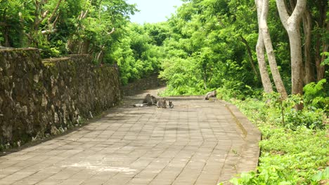 Wide-of-monkeys-on-a-path-in-Uluwatu,-Bali