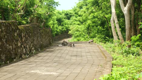 wide of monkeys on a path in uluwatu, bali