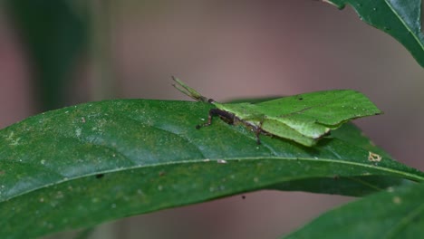 Camera-zooms-out-revealing-this-insect-camouflaged-completely-while-eating-the-left,-Systella-rafflesii-Leaf-Grasshopper,-Thailand