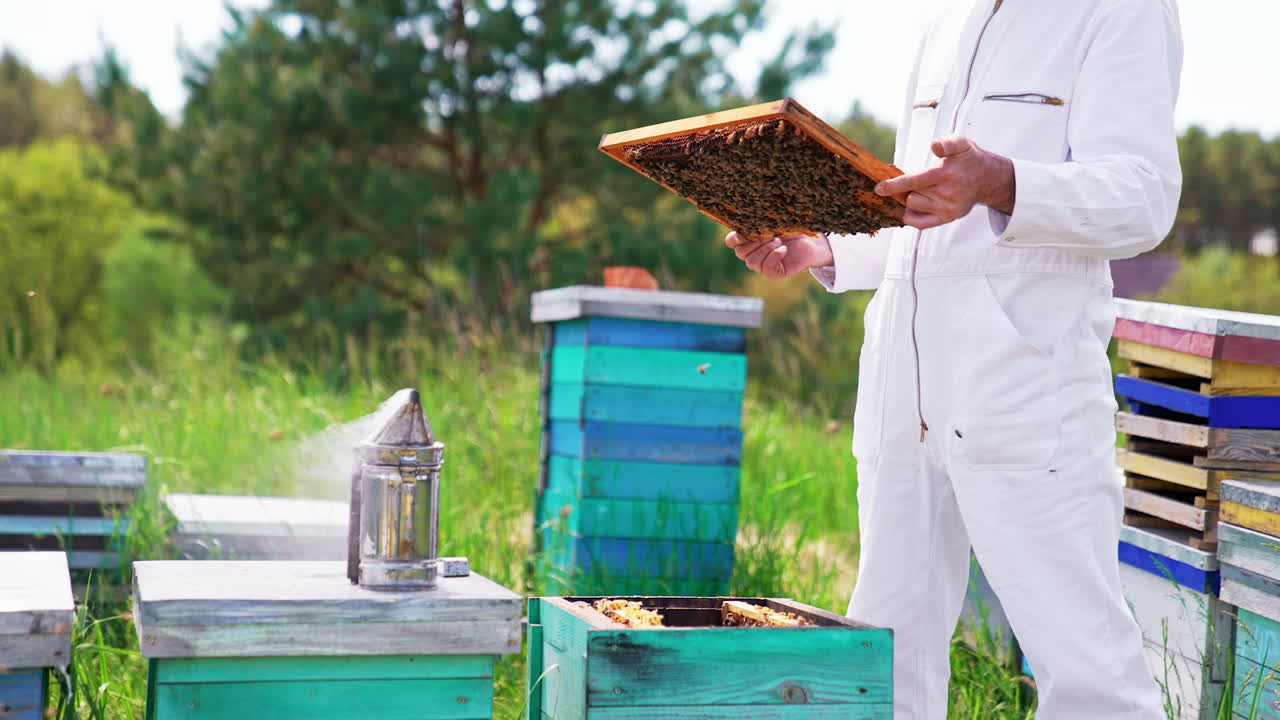 Man holds a frame stuck with bee family in his bare hands. Smoker on the hive emitting the smoke. Bees flying around.