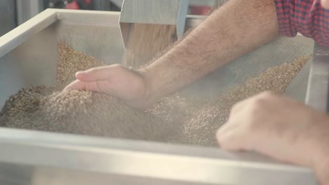 a young brewer controls the grinding of malt seeds in a mill at a modern brewery