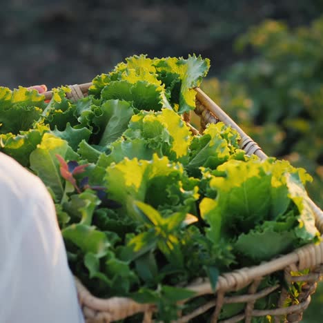 Farmer-carries-a-basket-of-herbs-and-salad-in-a-field-3