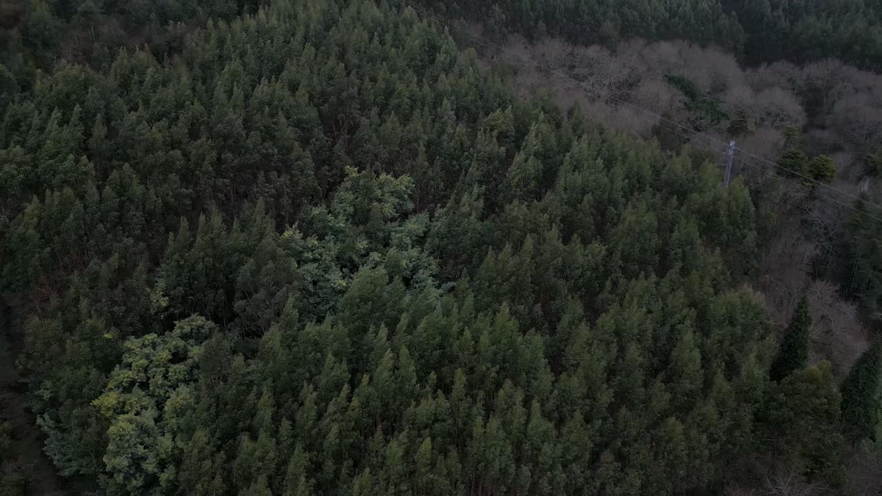 Lush Green Forest Aerial View, Lagares - Felgueiras, Portugal