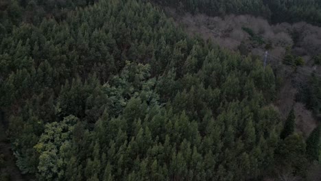 Lush-Green-Forest-Aerial-View,-Lagares---Felgueiras,-Portugal