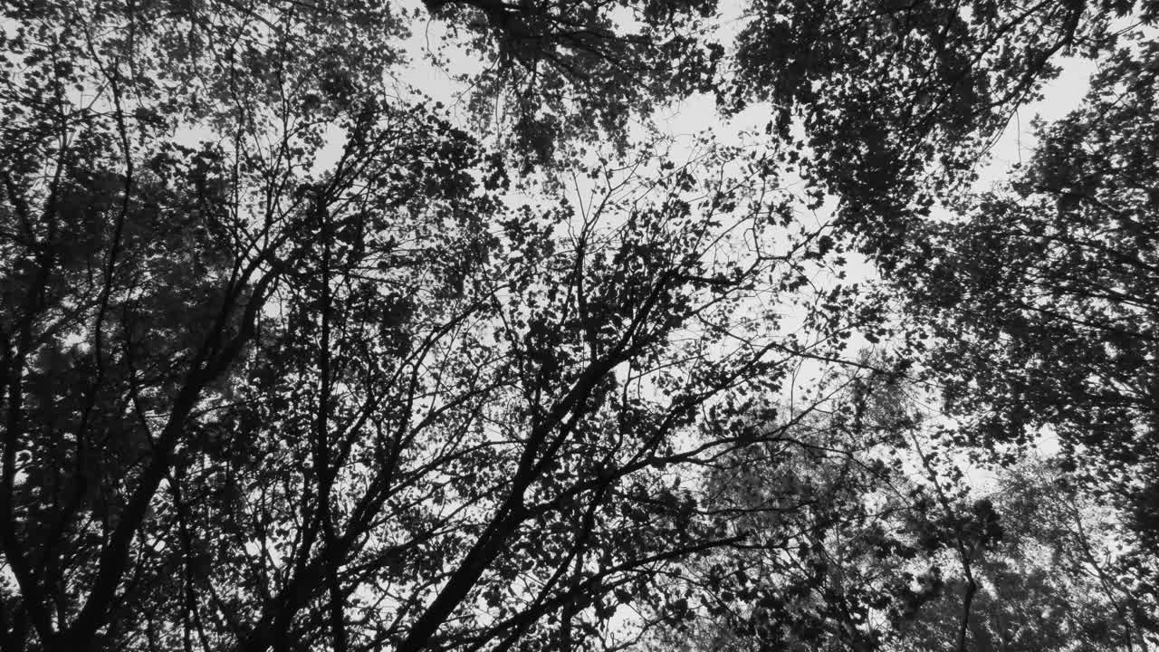 градации серого, черно-белая концепция - взгляд вверх на полог высоких деревьев в лесу