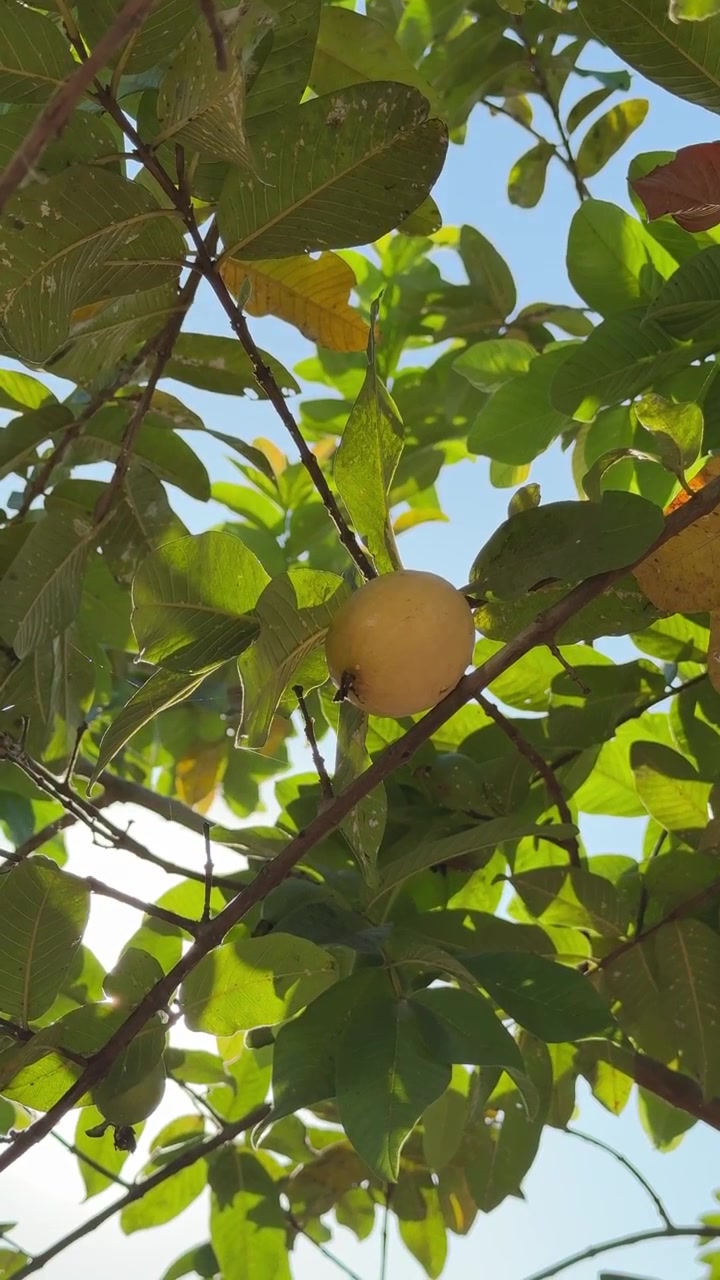 Guava matura appesa a un ramo d'albero sotto il sole