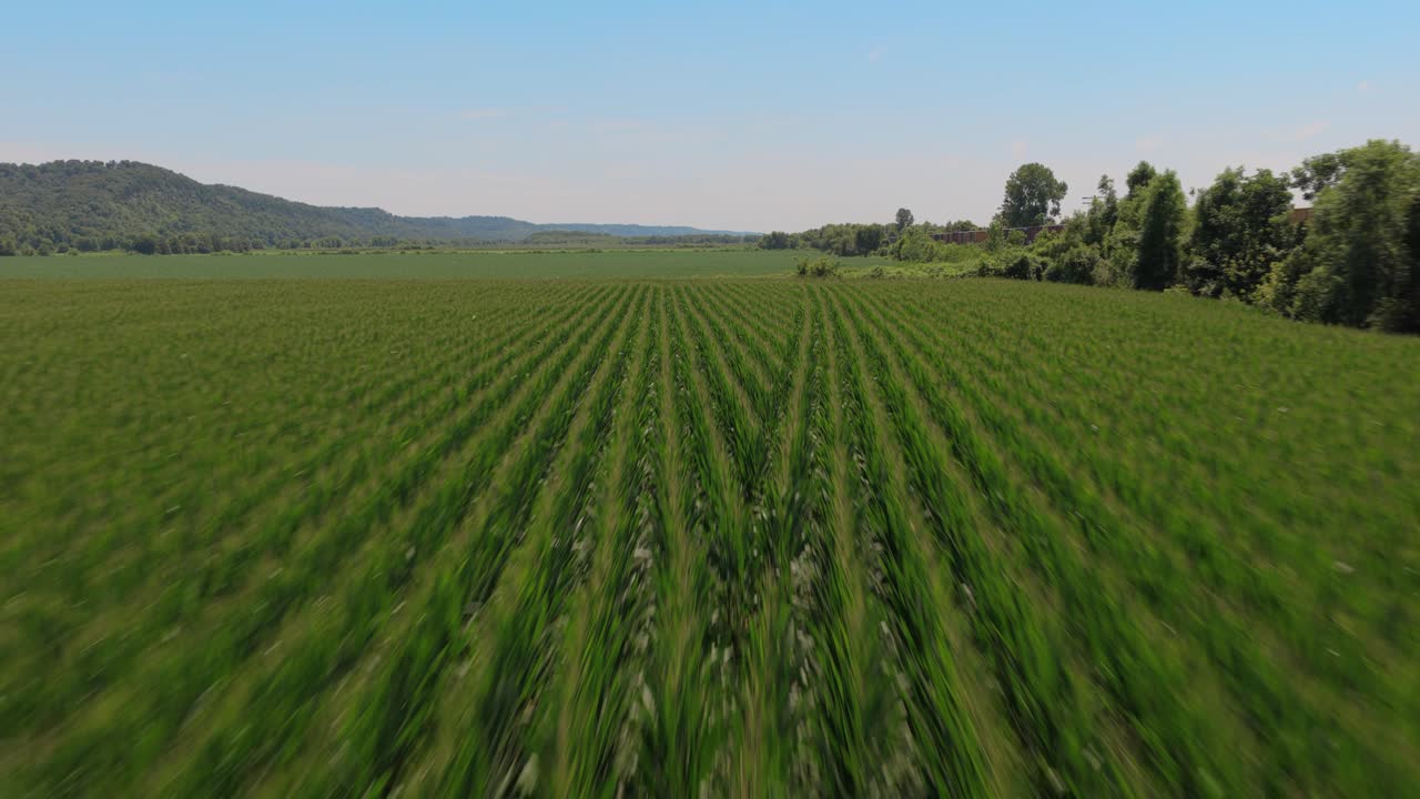 A low flying shot over a southern Illinois corn field. There is a bright blue summer sky with a train passing by in the distance