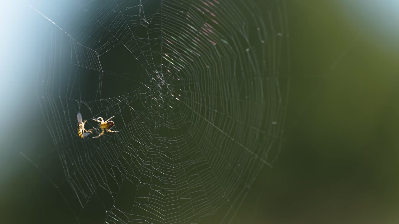 A fly caught in the spiderweb and a spider preparing to wrap it in silk
