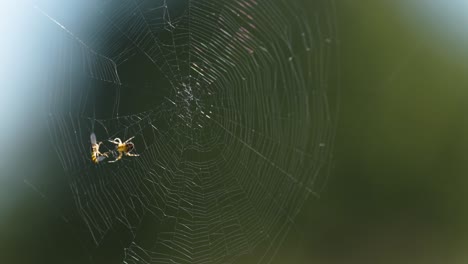 a fly caught in the spiderweb and a spider preparing to wrap it in silk