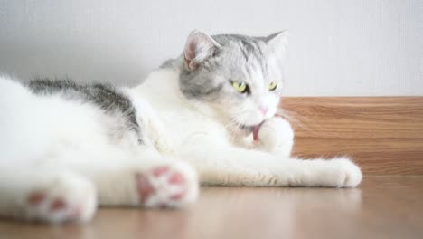 귀여운 고양이, 고양이 청소