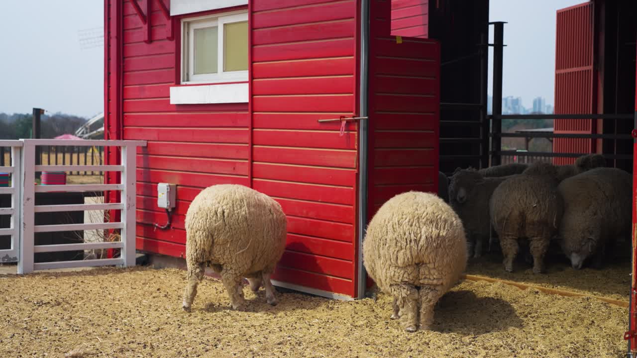 To får står uden for en rød ladebygning på halmjord om dagen