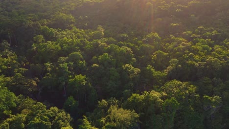 los halcones o las águilas vuelan sobre las selvas de jamaica.