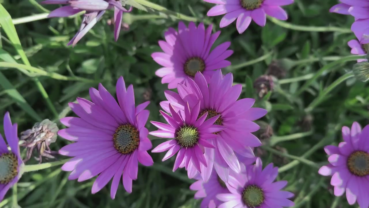 Beautiful flowers of a purple daisies moving on a summer breeze