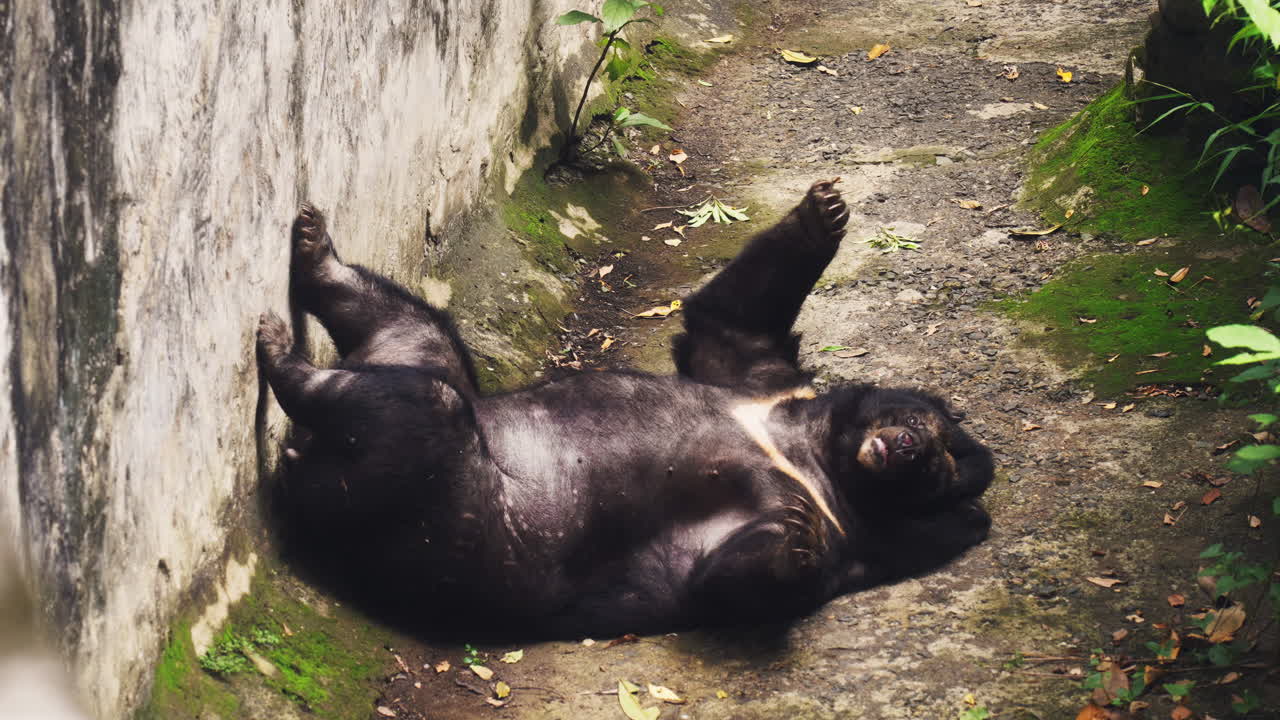Divertido oso negro asiático tumbado de espaldas y rascándose en un recinto de zoológico. Comportamiento auténtico de la vida silvestre de un oso lunar relajándose al aire libre.